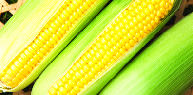 Corn 