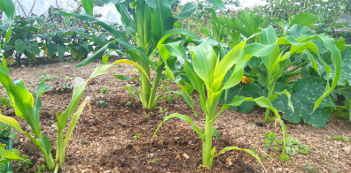 Crops growing in an allotment 