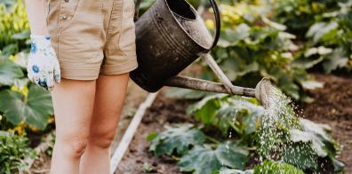 Watering can pouring water over green plants in garden