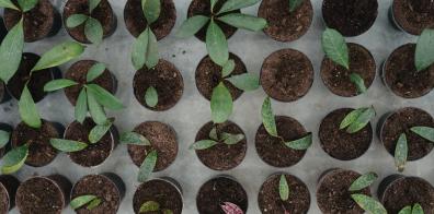 Saplings in a tray