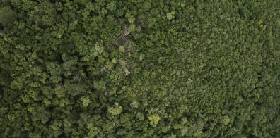 Aerial view of forest