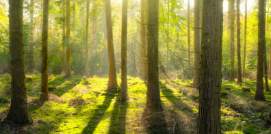 une forêt 